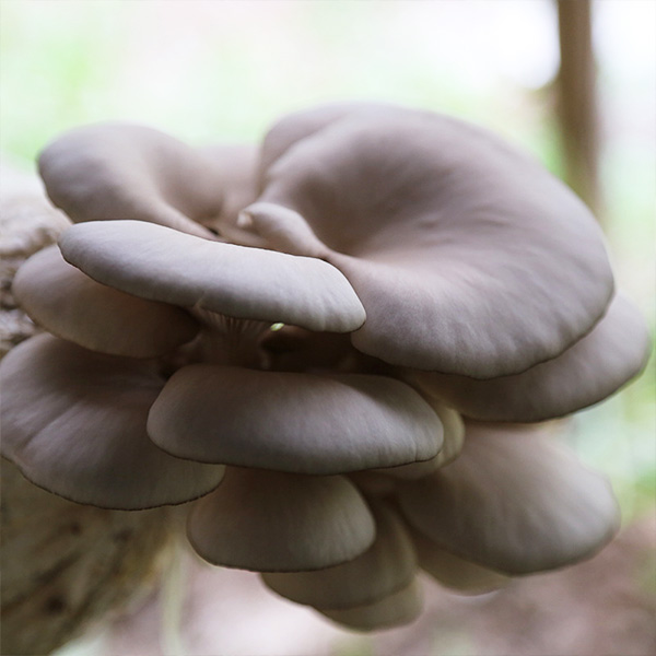 河北蘑菇菌包如何种植