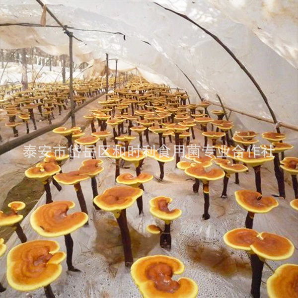 灵芝食用菌