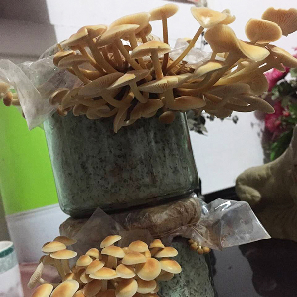 家庭趣味蘑菇养殖