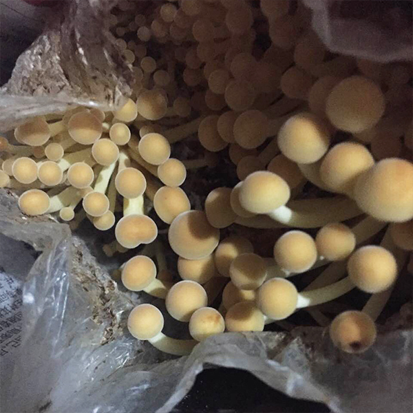 金针菇菌包菌棒