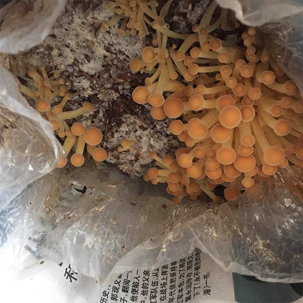 金针菇菌包菌棒