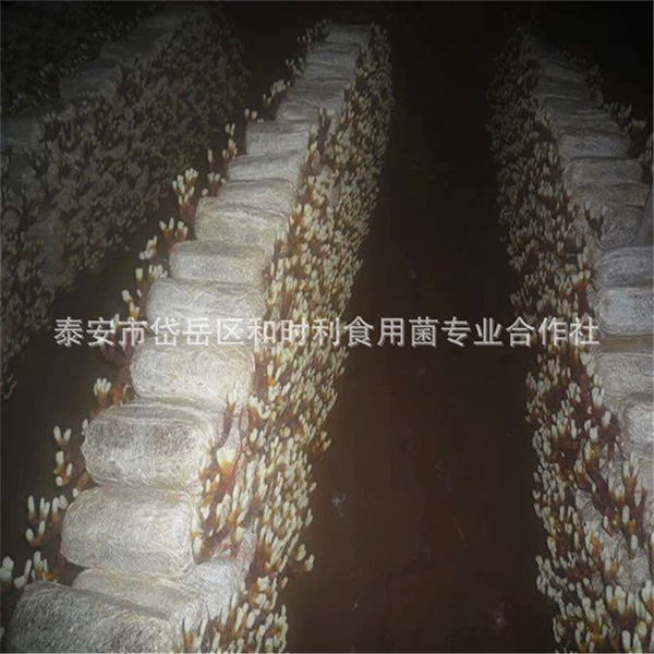 鹿角芝食用菌